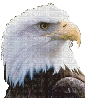 eagle bp - 無料のアニメーション GIF