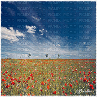 dolceluna poppy poppies field animated background - Bezmaksas animēts GIF