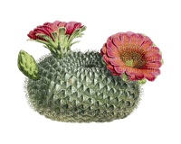 cactus with flowers sunshine3 - ücretsiz png