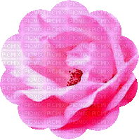 trandafir - Ilmainen animoitu GIF