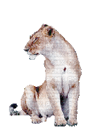 aze lion - Gratis geanimeerde GIF