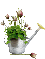 Gießkanne mit Blumen - Gratis animerad GIF