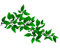 rama hojas verdes gif dubravka4 - Zdarma animovaný GIF