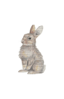 Hare - zdarma png