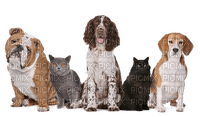 Kaz_Creations Dogs Pup Cat Kitten - бесплатно png