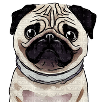 kikkapink dog pug watercolor animal - фрее пнг