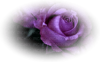 rose violette.Cheyenne63 - bezmaksas png