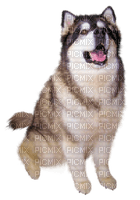 Tube Animaux Chien - zadarmo png