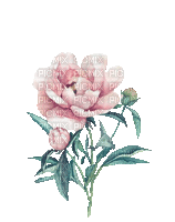 Peonie, Knospen, Blumen - Безплатен анимиран GIF