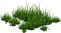 Herbe - 免费PNG