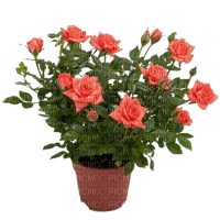 Roses - δωρεάν png
