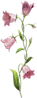 flores campanilla rosa dubravka4 - png ฟรี