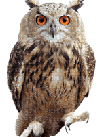 Kaz_Creations Birds Bird Owls Owl - ingyenes png