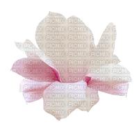 Fleurs rose - nemokama png