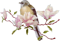 oiseau - Besplatni animirani GIF