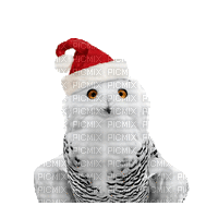 Christmas Owl - Ilmainen animoitu GIF