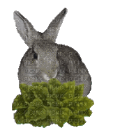 Кролик - GIF animado grátis