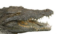 krokotiili, crocodile, lisko, lizard - darmowe png