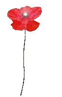 soave deco flowers poppy red animated - Free animated GIF