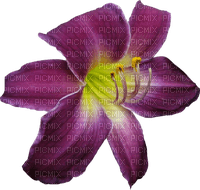 gala flowers - 免费PNG