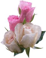 ruže - δωρεάν png