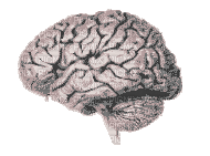 Cerebro - Gratis geanimeerde GIF