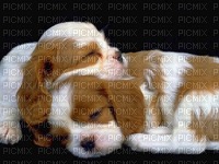 chiens - 無料png