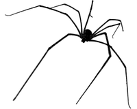 spider - nemokama png
