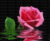 rosee - Δωρεάν κινούμενο GIF