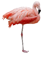 фламинго - Animovaný GIF zadarmo