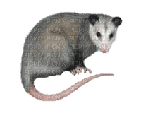 possum - darmowe png