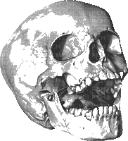 halloween, skull, pääkallo - Безплатен анимиран GIF