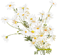 Daisies.Fleurs.Flowers.Marguerites.Victoriabea - Безплатен анимиран GIF
