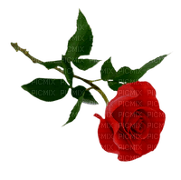 Tube Rose - PNG gratuit