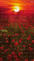 Coquelicots-Poppies - GIF animé gratuit