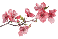 gałązka/kwiat wiśni - kostenlos png