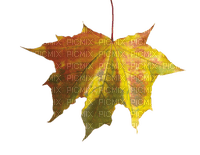 autumn leaf - darmowe png
