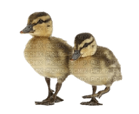 ducklings - darmowe png
