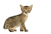 kitten cat - 免费PNG