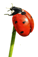 ladybug marienkäfer insect