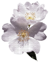 purple-flower-blomma-minou52 - ücretsiz png