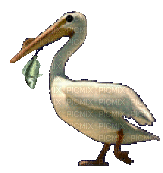 Pelican.Pelicano.Bird.gif.Victoriabea - GIF animé gratuit
