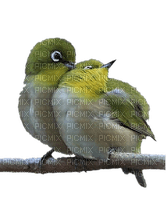 birds laurachan - darmowe png
