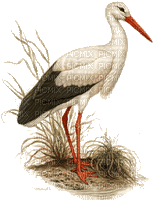 crane birds bp - 無料のアニメーション GIF