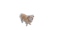 charmille _ animaux _ chien - δωρεάν png
