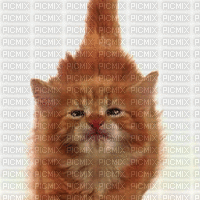 cat*kn* - Darmowy animowany GIF
