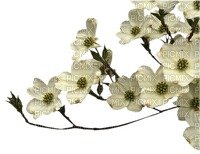 Flowers dm19 - δωρεάν png