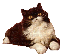 chat qui cligne des yeux - Бесплатный анимированный гифка