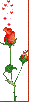 virág - GIF animado gratis