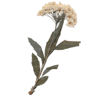 dried white flowers - PNG gratuit
